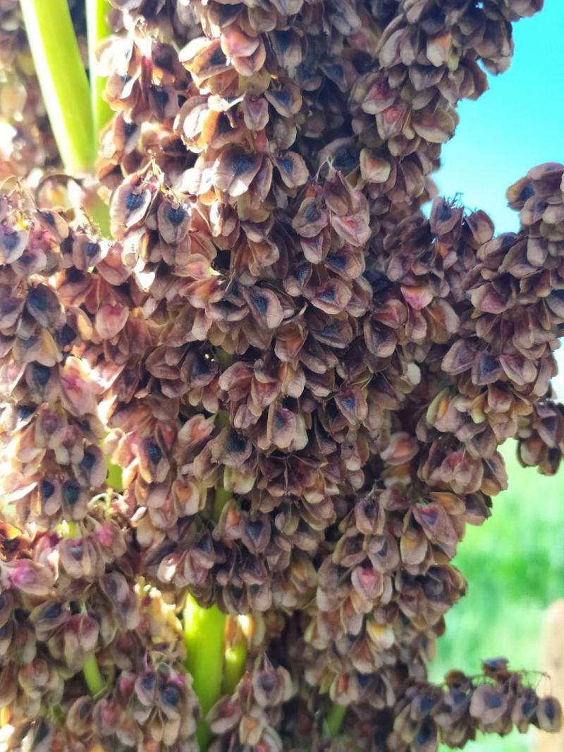 马蹄种子三年生产新，发芽率高！带批发
