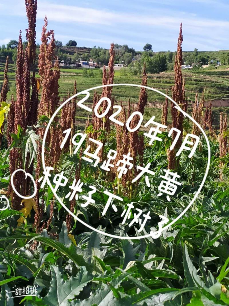 马蹄种子三年生产新，发芽率高！带批发