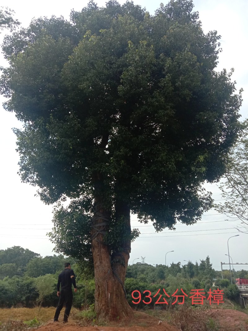 湖南宁益苗木合作社大规格移植香樟大冠幅
