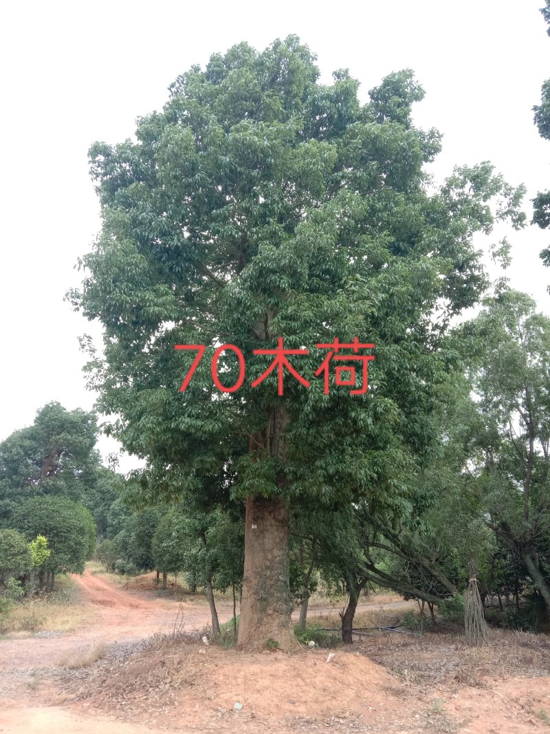 湖南宁益苗木合作社大规格移植香樟大冠幅