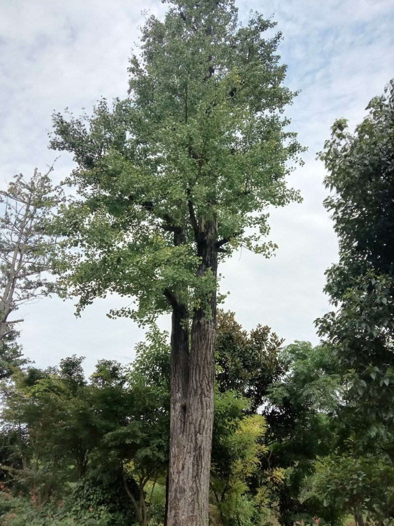 湖南宁益苗木合作社大规格移植香樟大冠幅