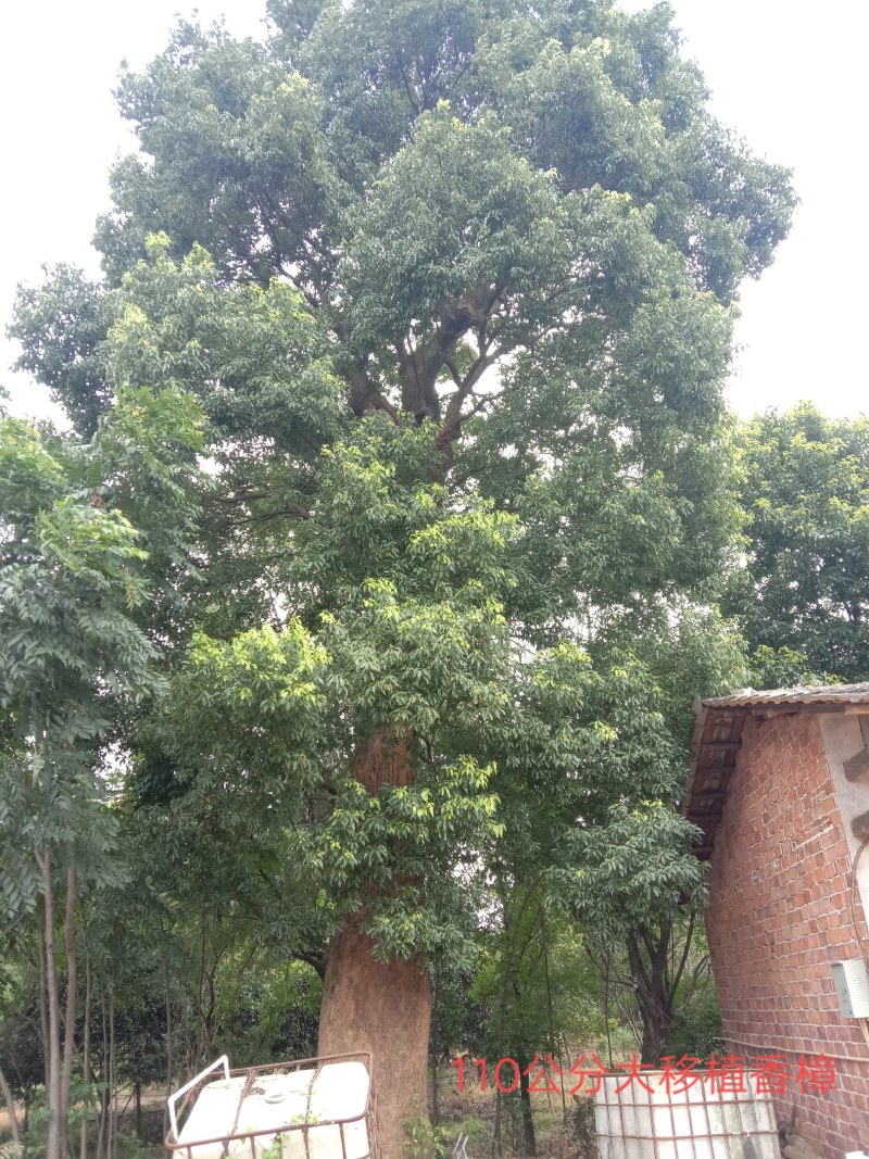 湖南宁益苗木合作社大规格移植香樟大冠幅