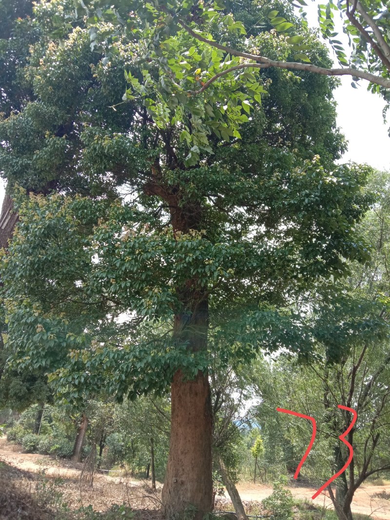 湖南宁益苗木合作社大规格移植香樟大冠幅
