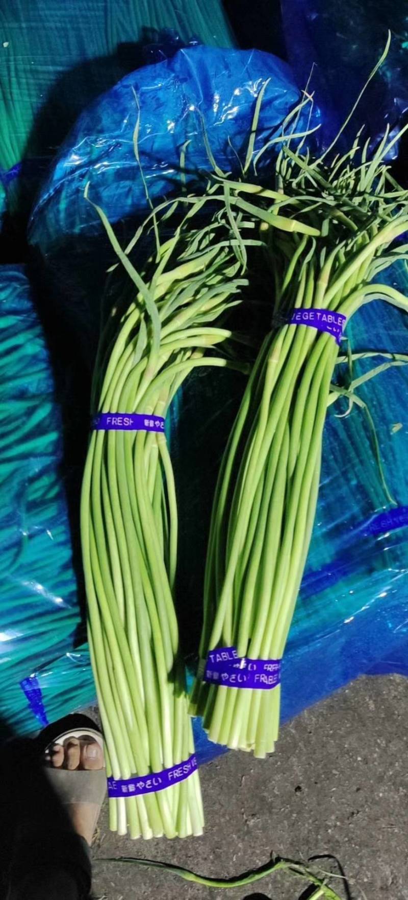 精品红帽蒜薹，商超品质，一手货源，无泡水，河南蒜薹