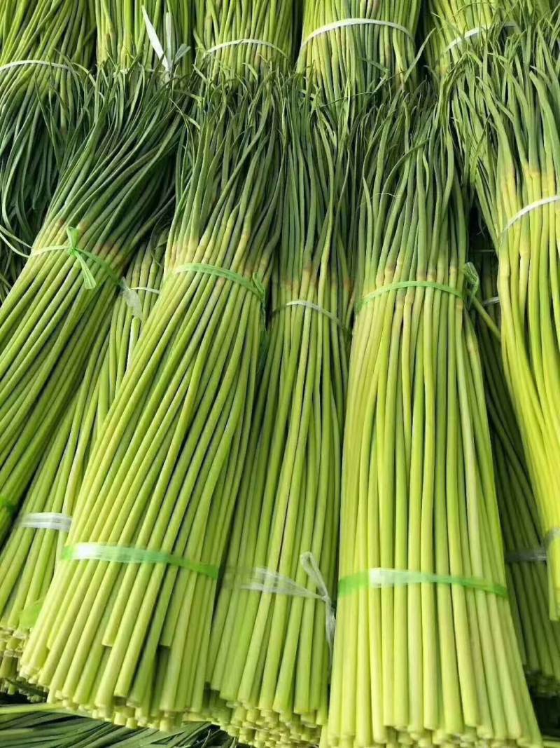 精品红帽蒜薹，商超品质，一手货源，无泡水，河南蒜薹