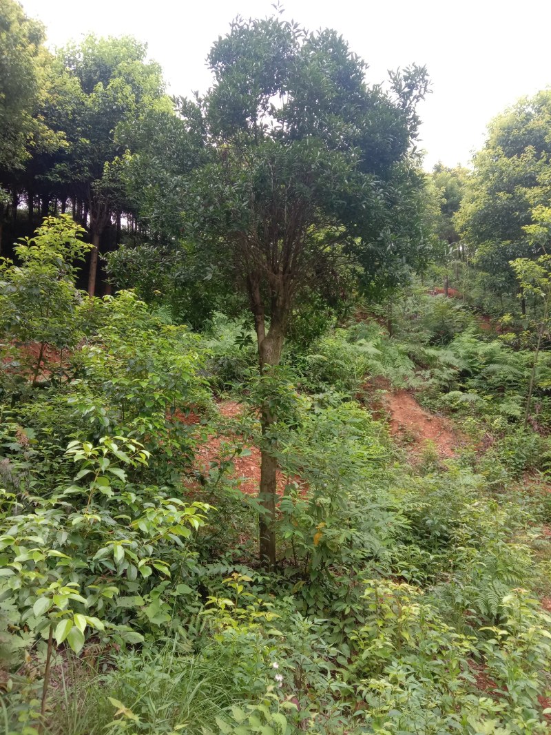 湖南宁益苗木合作社大量供应截杆及骨架以及全冠杜英