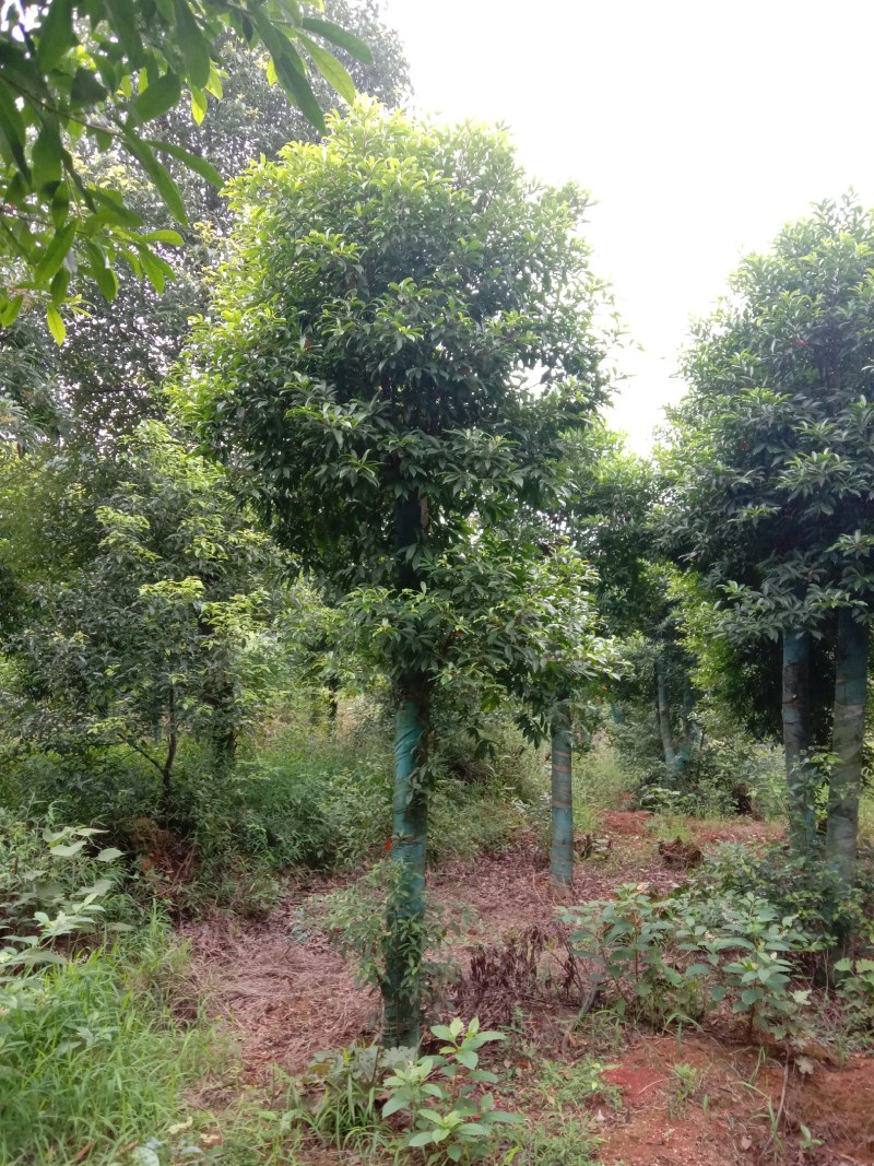 湖南宁益苗木合作社大量供应截杆及骨架以及全冠杜英