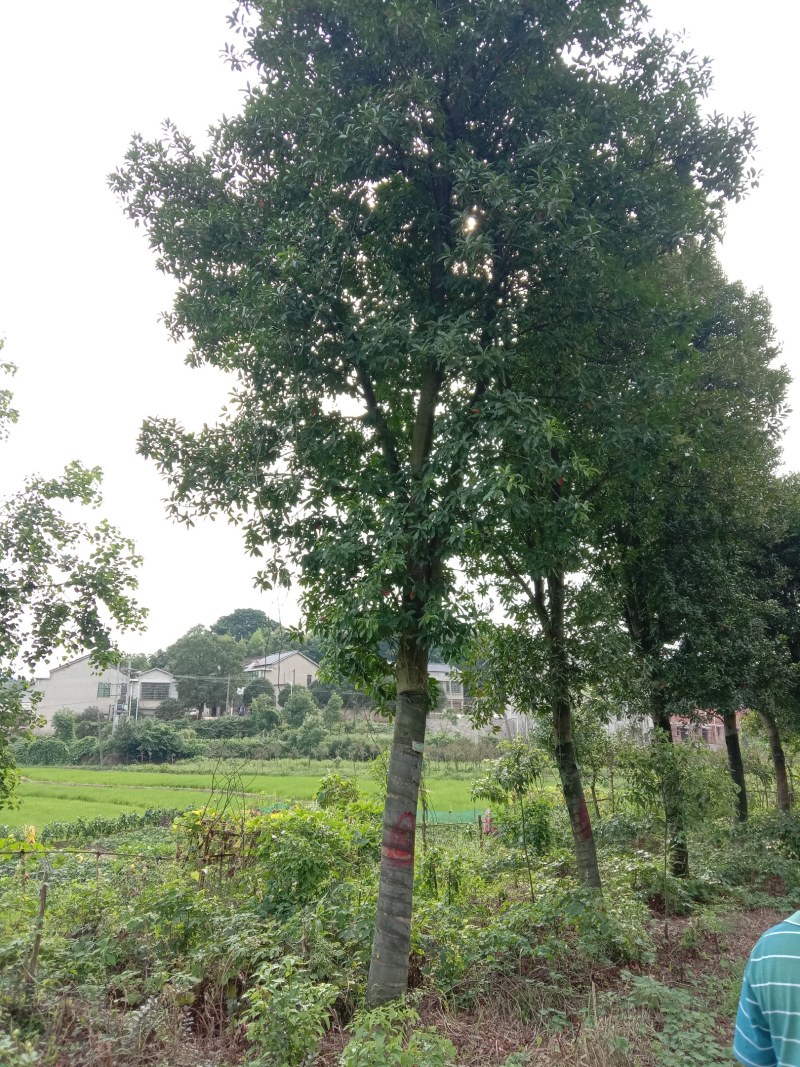 湖南宁益苗木合作社大量供应截杆及骨架以及全冠杜英
