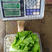 意泰利3号川崎200生菜种子25克装耐热耐湿