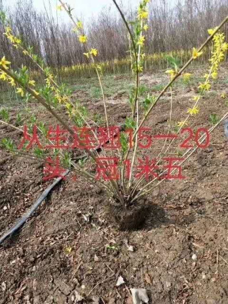 基地出售优质连翘树苗，丛生连翘，连翘苗金叶连翘，量大优惠