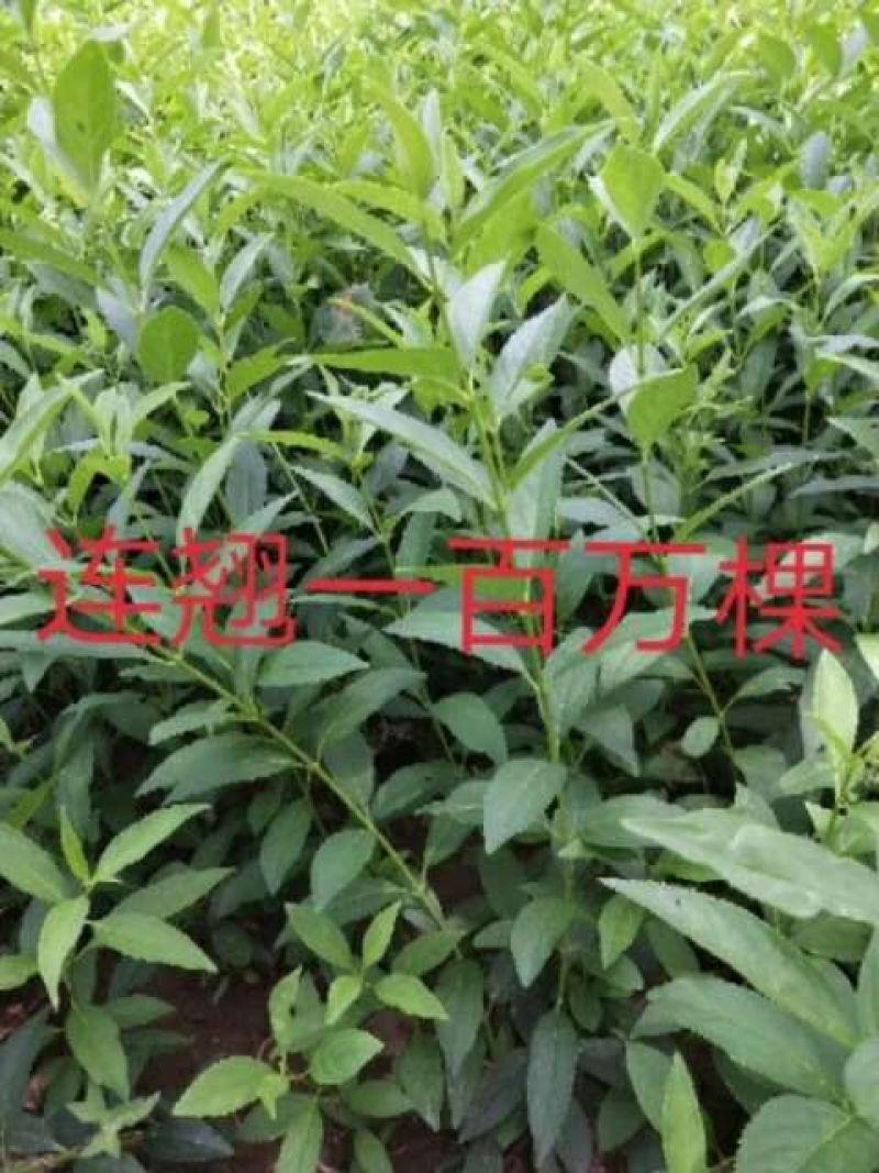 基地出售优质连翘树苗，丛生连翘，连翘苗金叶连翘，量大优惠