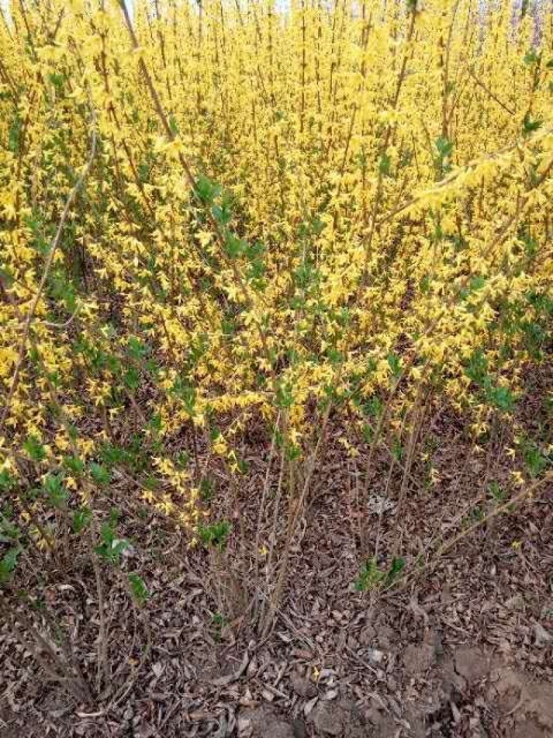 基地出售优质连翘树苗，丛生连翘，连翘苗金叶连翘，量大优惠