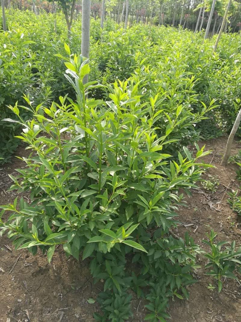 基地出售优质连翘树苗，丛生连翘，连翘苗金叶连翘，量大优惠
