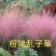 山东基地直供网红草，粉黛乱子草，粉黛，乱子草种苗