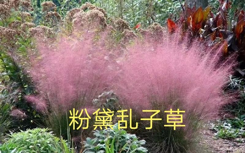 山东基地直供网红草，粉黛乱子草，粉黛，乱子草种苗