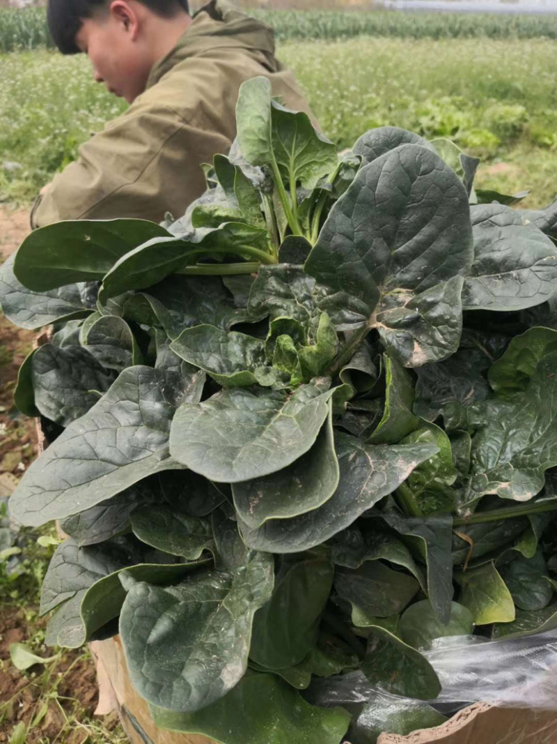 （推荐）耐热耐抽苔墨渌厚实菠菜种子墨禧