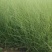 山东基地直供网红草，粉黛乱子草，粉黛，乱子草种苗