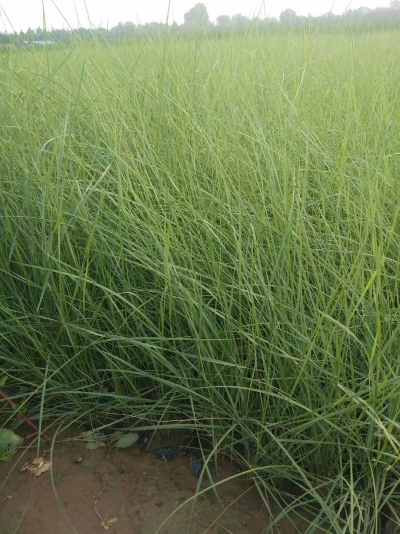 山东基地直供网红草，粉黛乱子草，粉黛，乱子草种苗