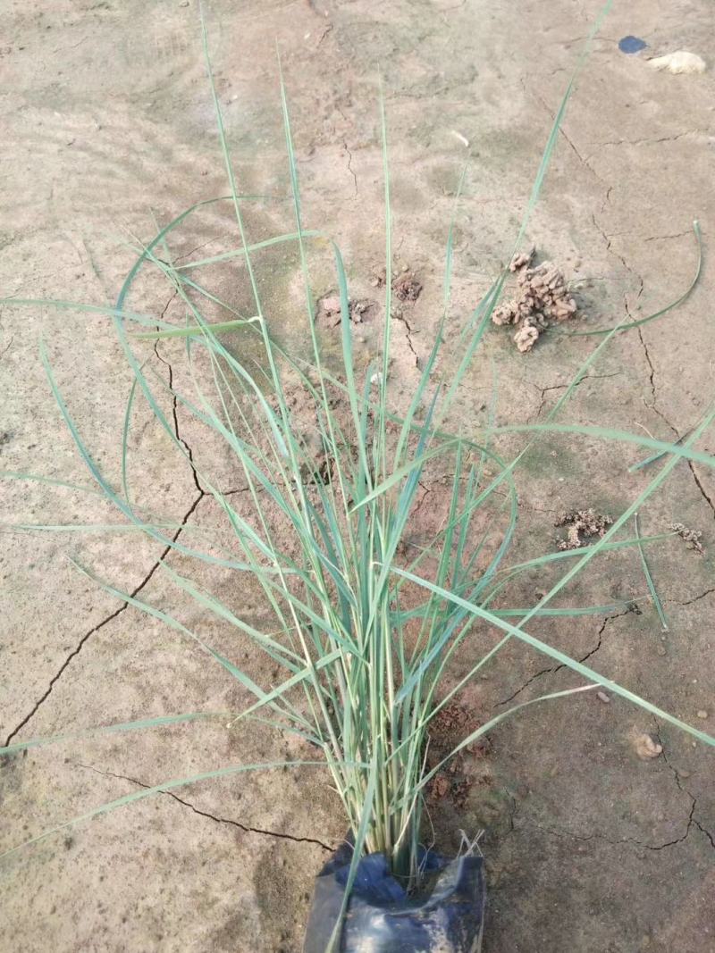 山东基地直供网红草，粉黛乱子草，粉黛，乱子草种苗