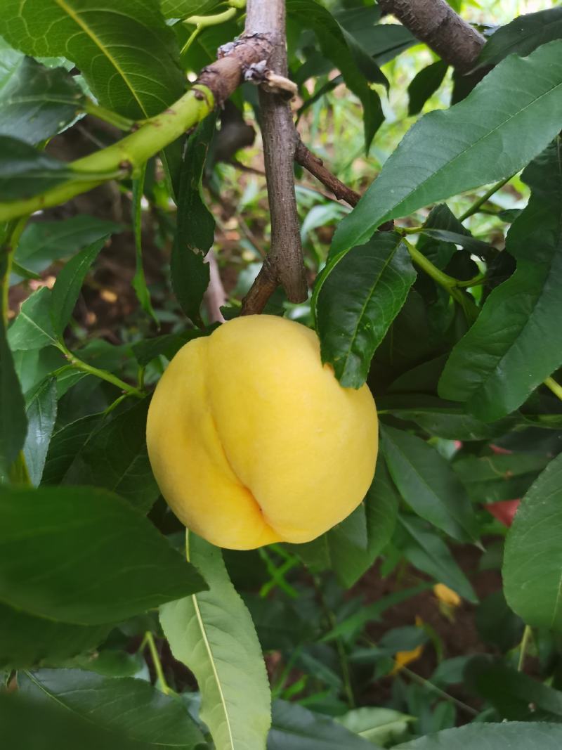 蒙阴蜜桃油桃蟠桃黄桃水蜜桃可批发一件代发