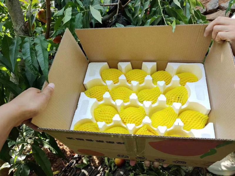蒙阴蜜桃油桃蟠桃黄桃水蜜桃可批发一件代发