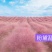 山东基地直供网红草，粉黛乱子草，粉黛，乱子草种苗