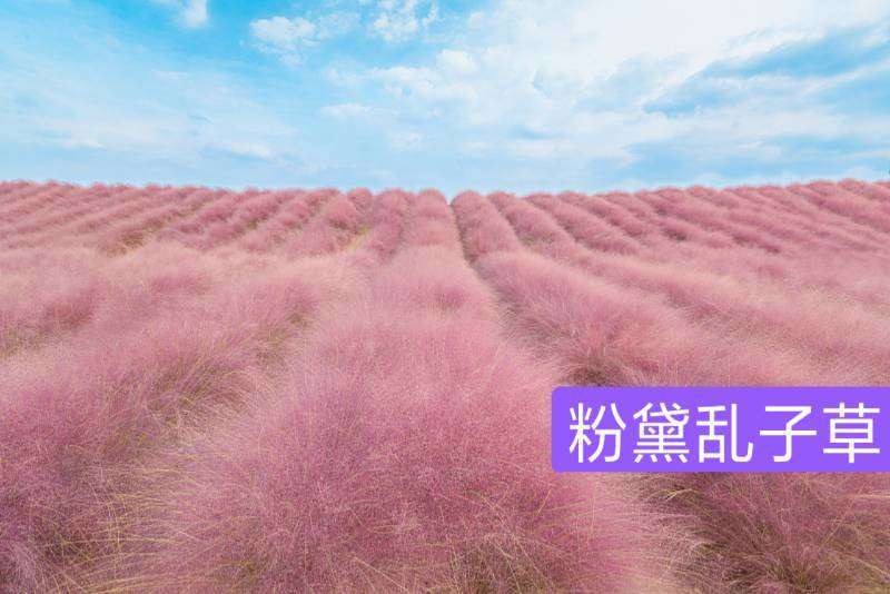 山东基地直供网红草，粉黛乱子草，粉黛，乱子草种苗