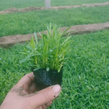 绿化千屈菜千屈菜千屈菜