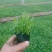 绿化千屈菜千屈菜千屈菜