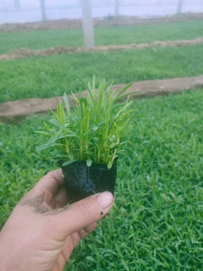 绿化千屈菜千屈菜千屈菜