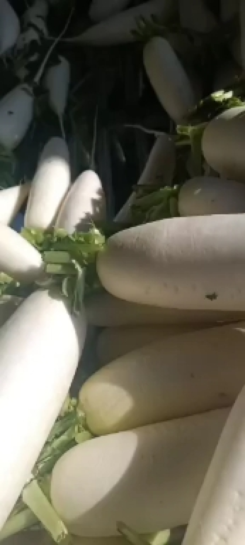 金品大白罗卜皮厚，肉嫩，口感脆甜，预定中，6月20号上市