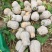 湖北韦卓种植合作社基地种植金香南瓜2-3.5斤