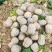 湖北韦卓种植合作社基地种植金香南瓜2-3.5斤