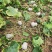 湖北韦卓种植合作社基地种植金香南瓜2-3.5斤
