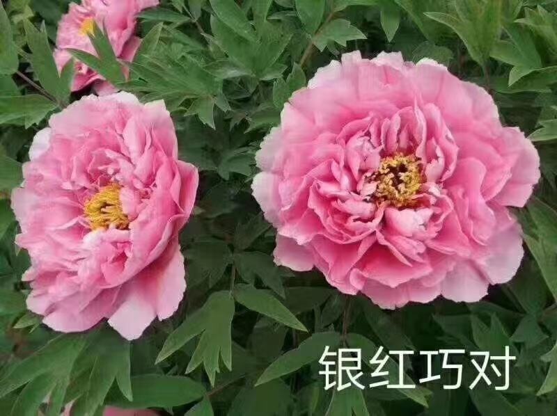 利泽牡丹种植有限公司