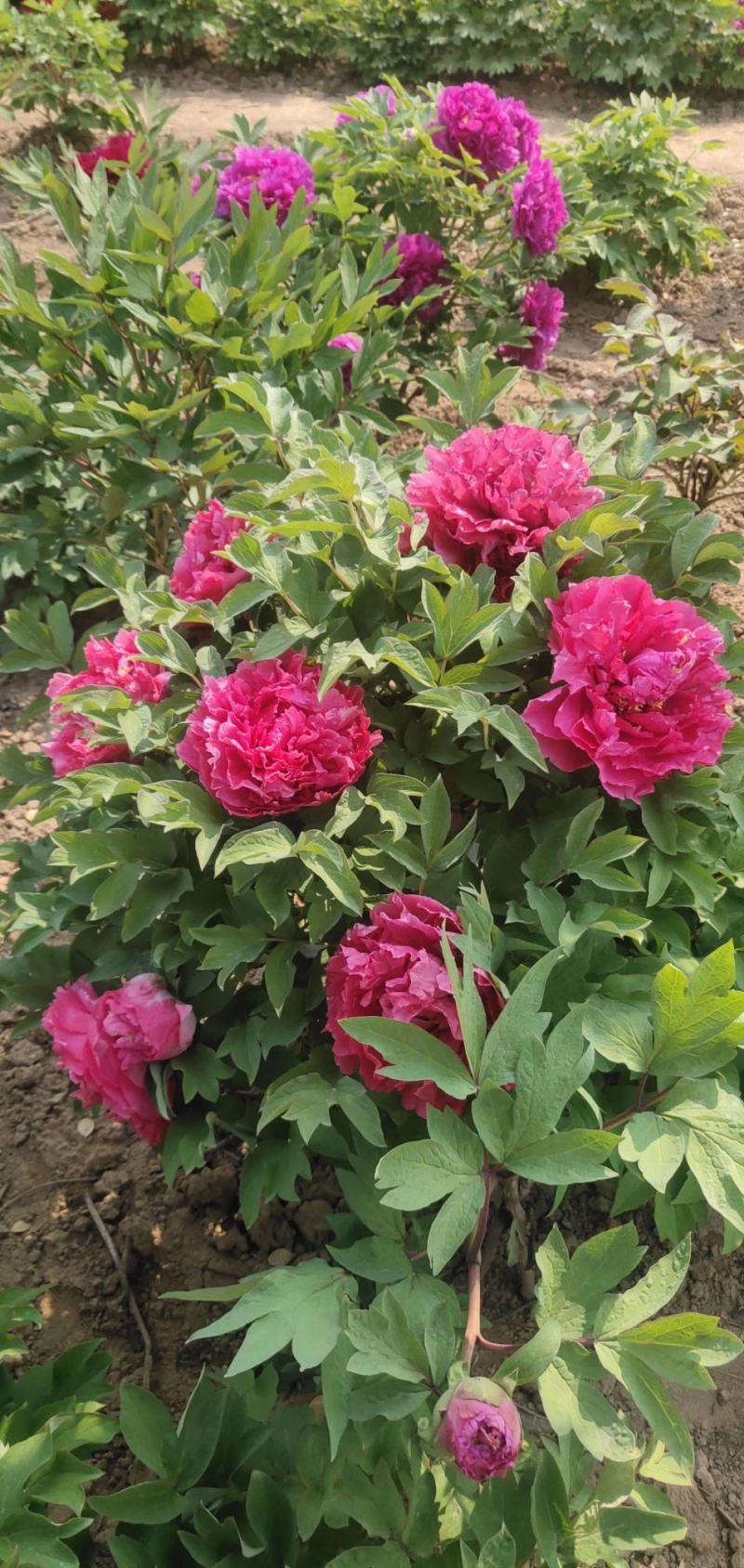 利泽牡丹种植有限公司