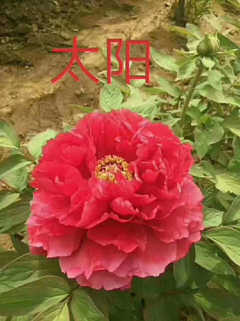 利泽牡丹种植有限公司