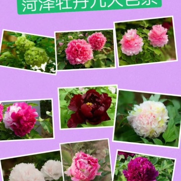 利泽牡丹种植有限公司