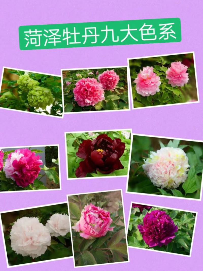 利泽牡丹种植有限公司