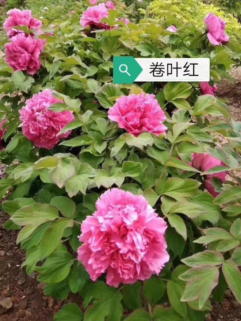 利泽牡丹种植有限公司