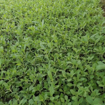 马鞭草花海马鞭草迷迭香