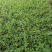 马鞭草花海马鞭草迷迭香