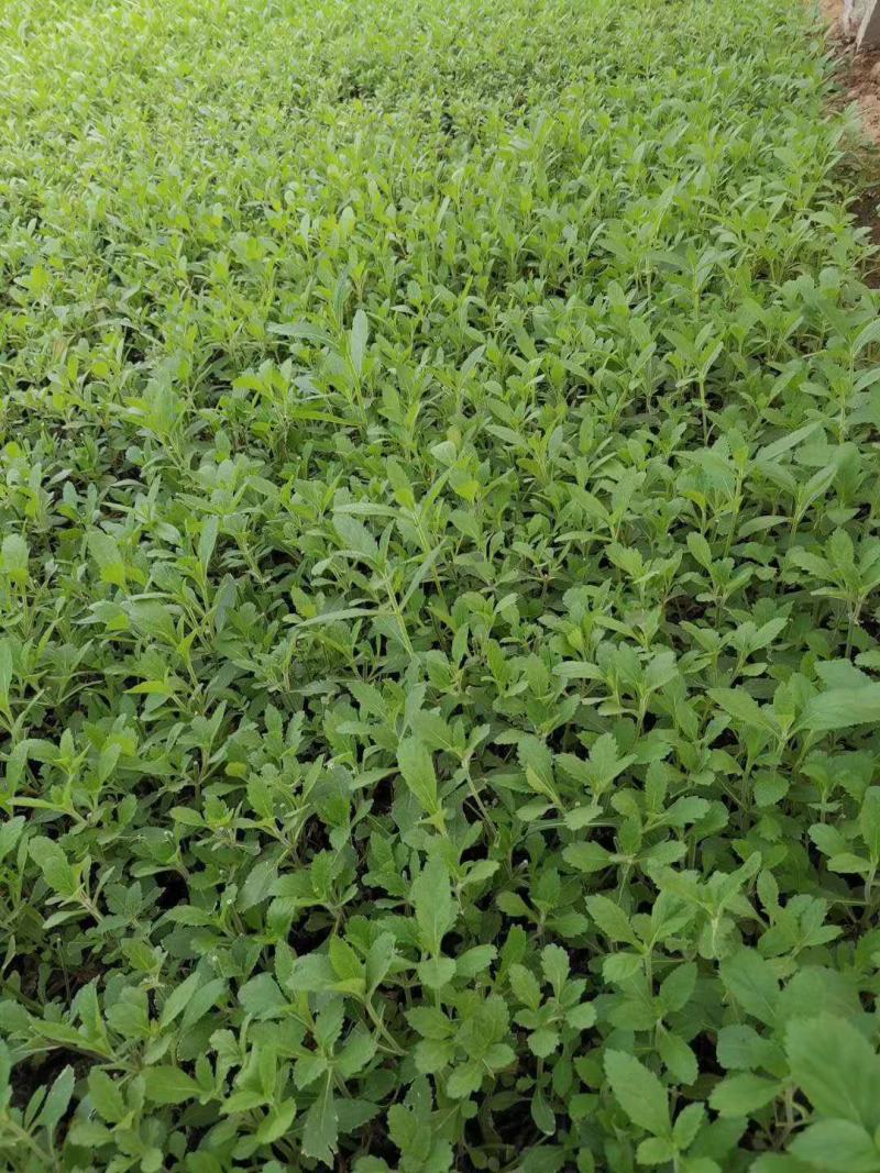 马鞭草花海马鞭草迷迭香