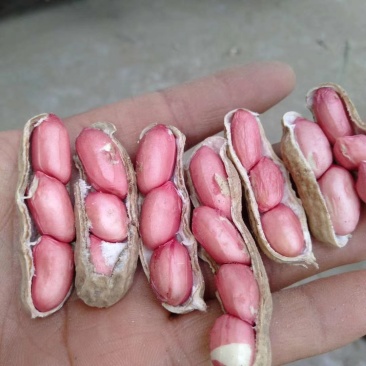 四粒花生口感细腻颗粒饱满诚信合作诚信合作