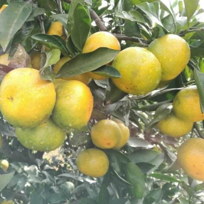 湖北宜昌早熟蜜桔柑橘品质保证看货采摘诚信经营味甜