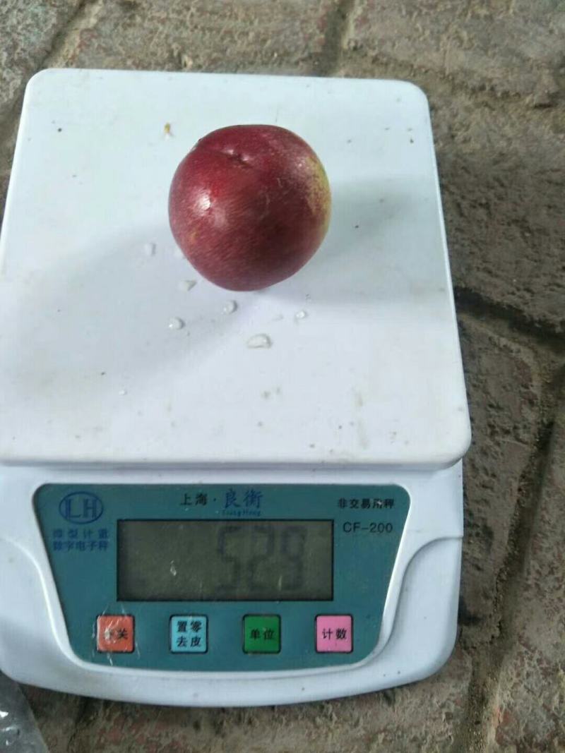 山东离核珍珠枣油桃，大量上市，货源充足，口感脆甜