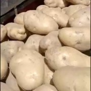 土豆，精品定西土豆，上市中