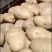 土豆，精品定西土豆，上市中