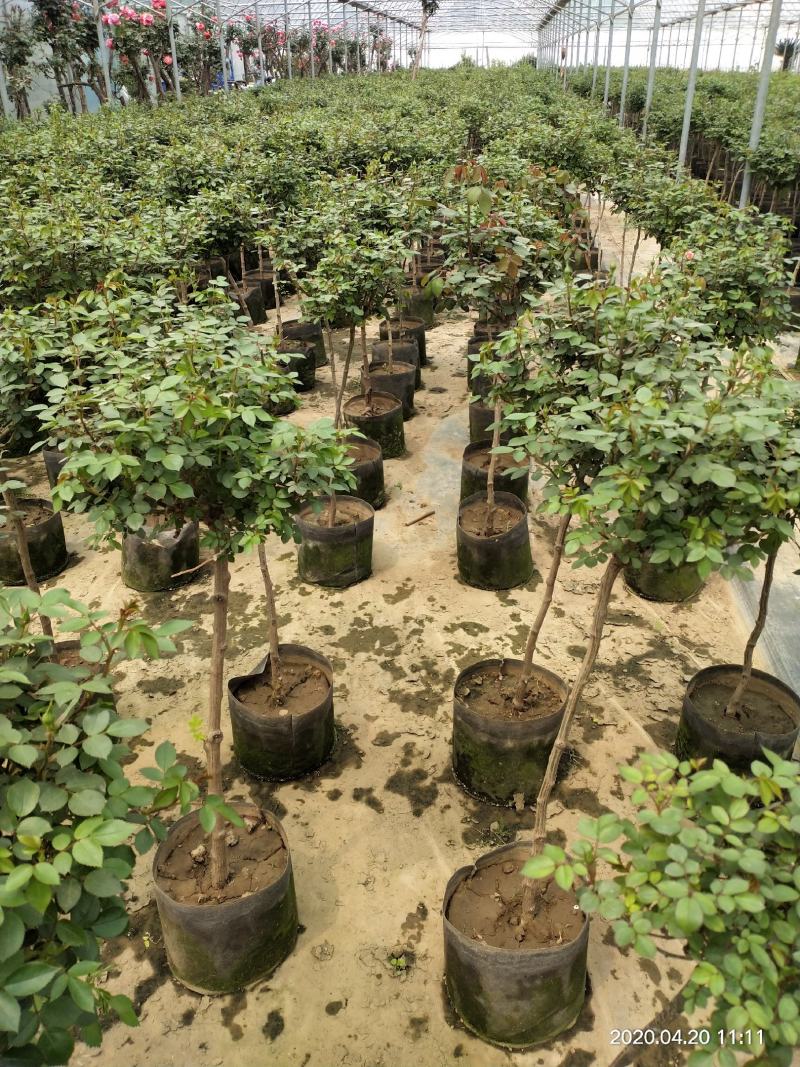 出售树桩月季，独杆大花月季，月季树，棒棒糖多色欧洲月季
