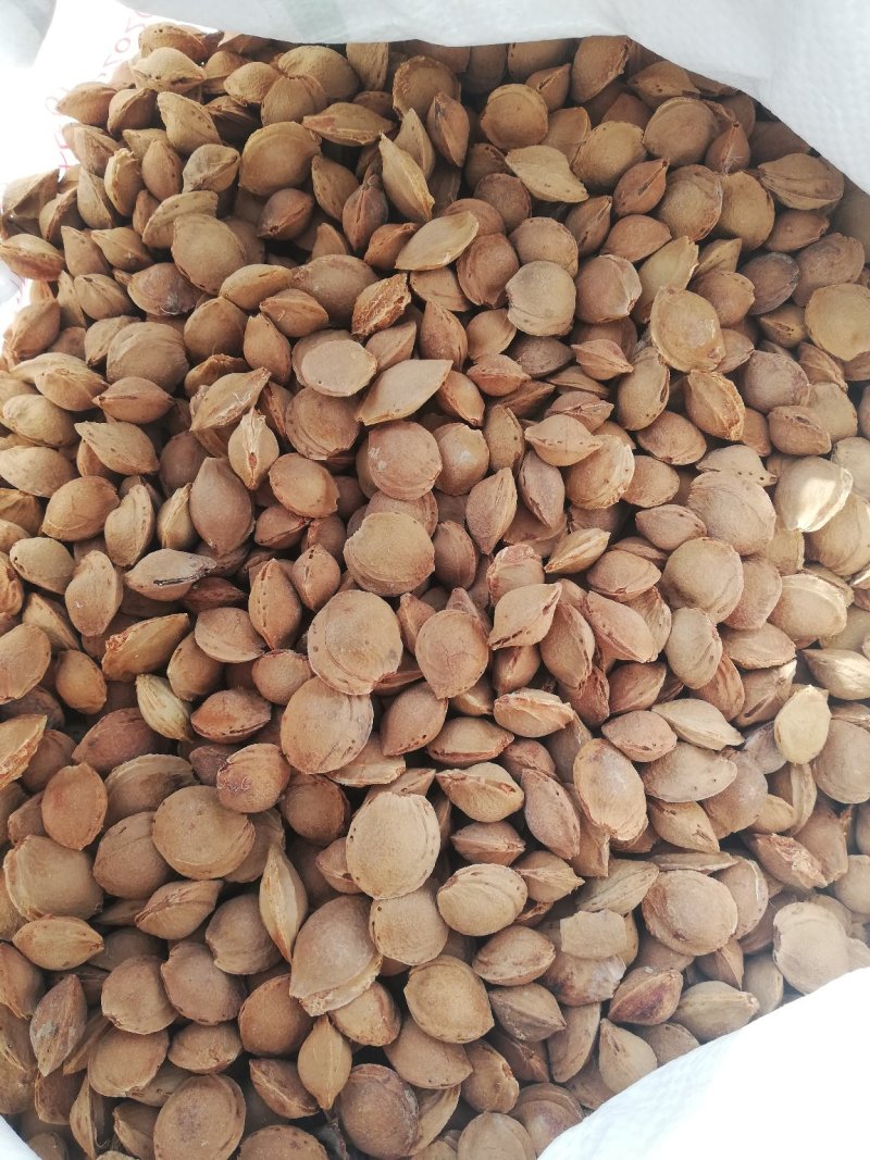 山杏胡，今年质量非常好，出芽率可达95%以上。